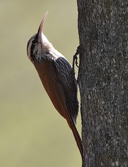 Narrow-billed Woodcreeper - María Angélica Hüwel