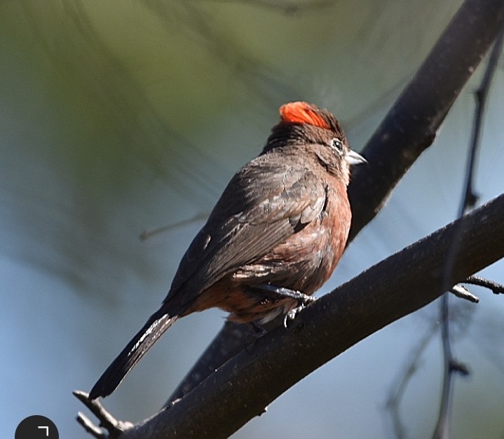 Red-crested Finch - María Angélica Hüwel