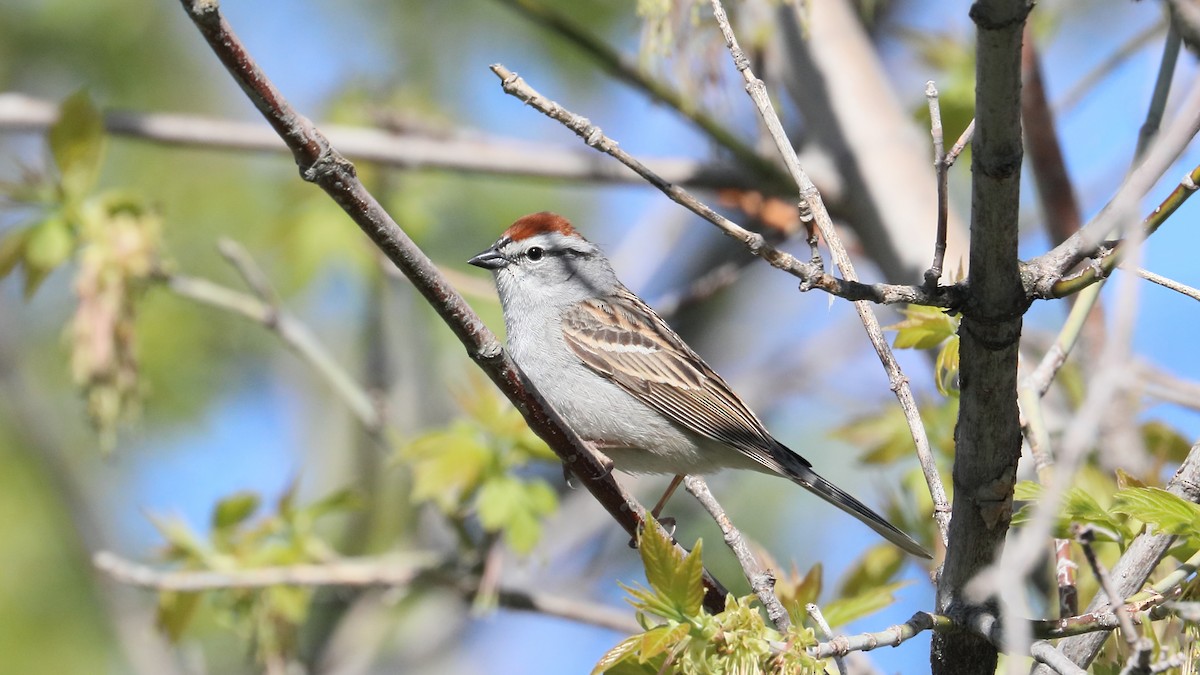 Chipping Sparrow - ML493179681