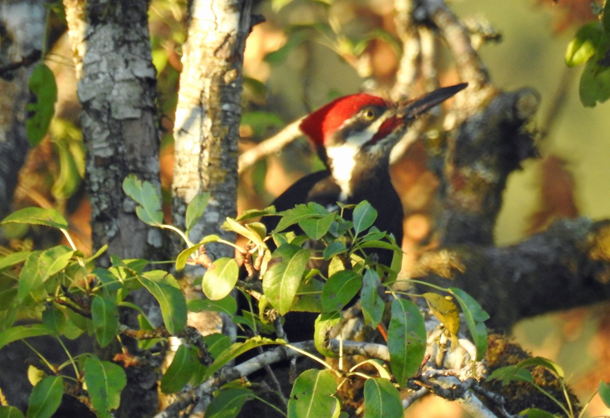 Pileated Woodpecker - ML493180071