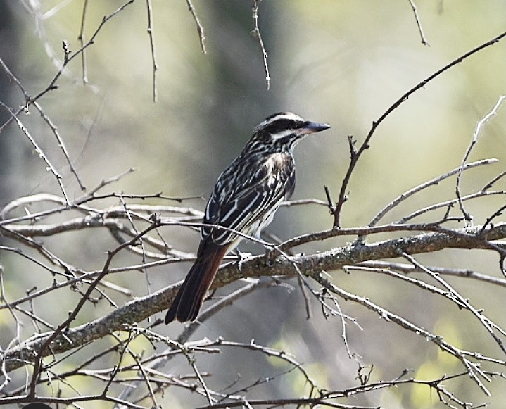 Streaked Flycatcher - María Angélica Hüwel