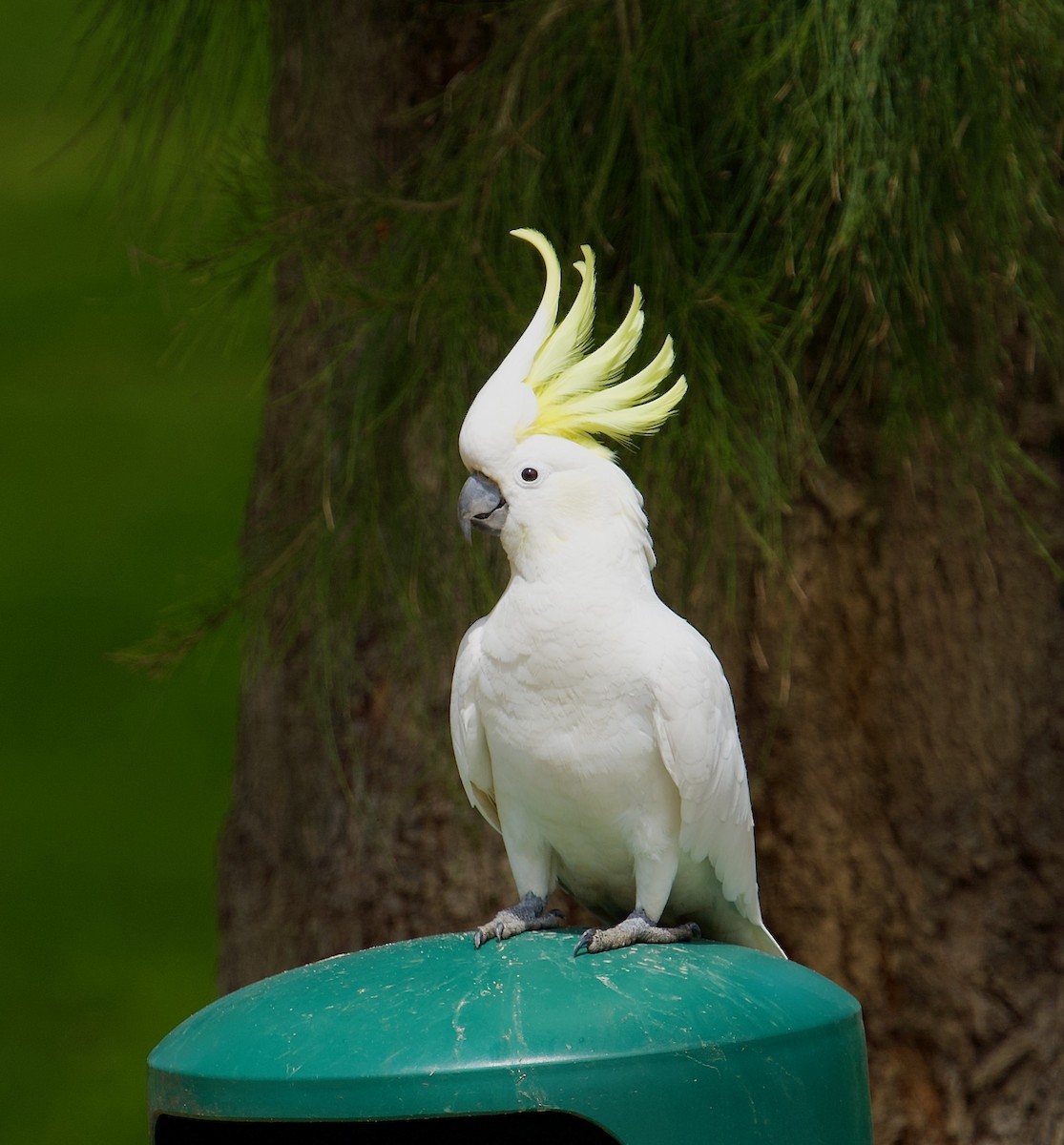 Sulphur-crested Cockatoo - ML493181271