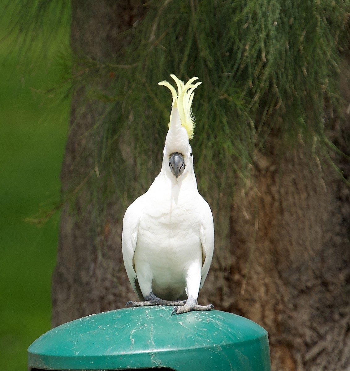 Sulphur-crested Cockatoo - ML493181281