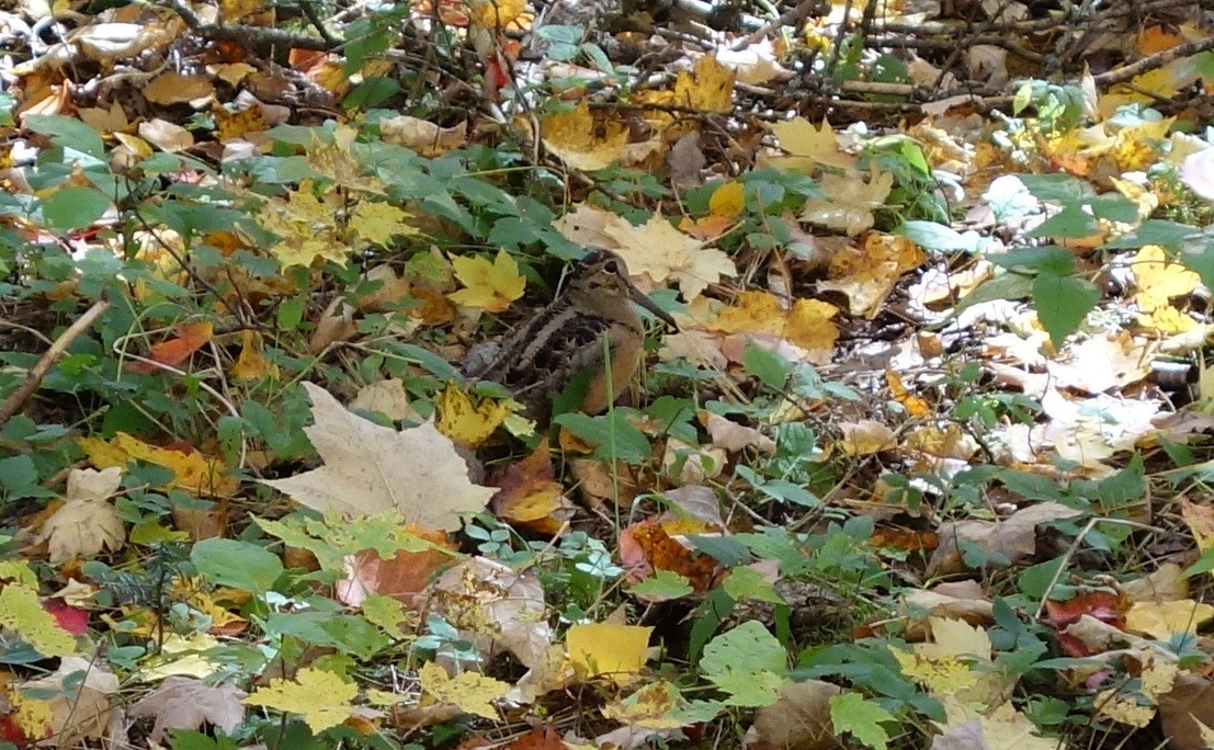 American Woodcock - Gregg Dashnau