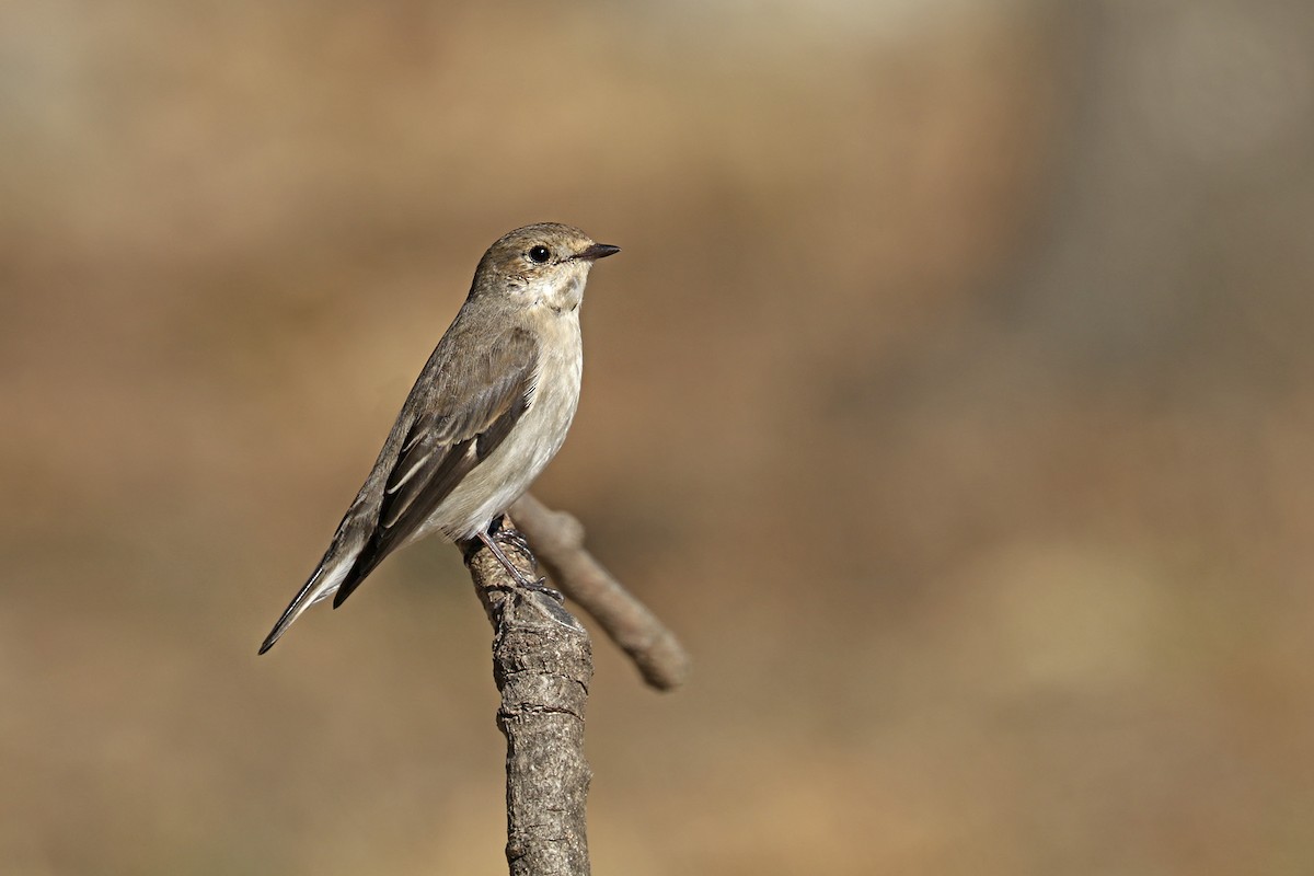 European Pied Flycatcher - ML493183031