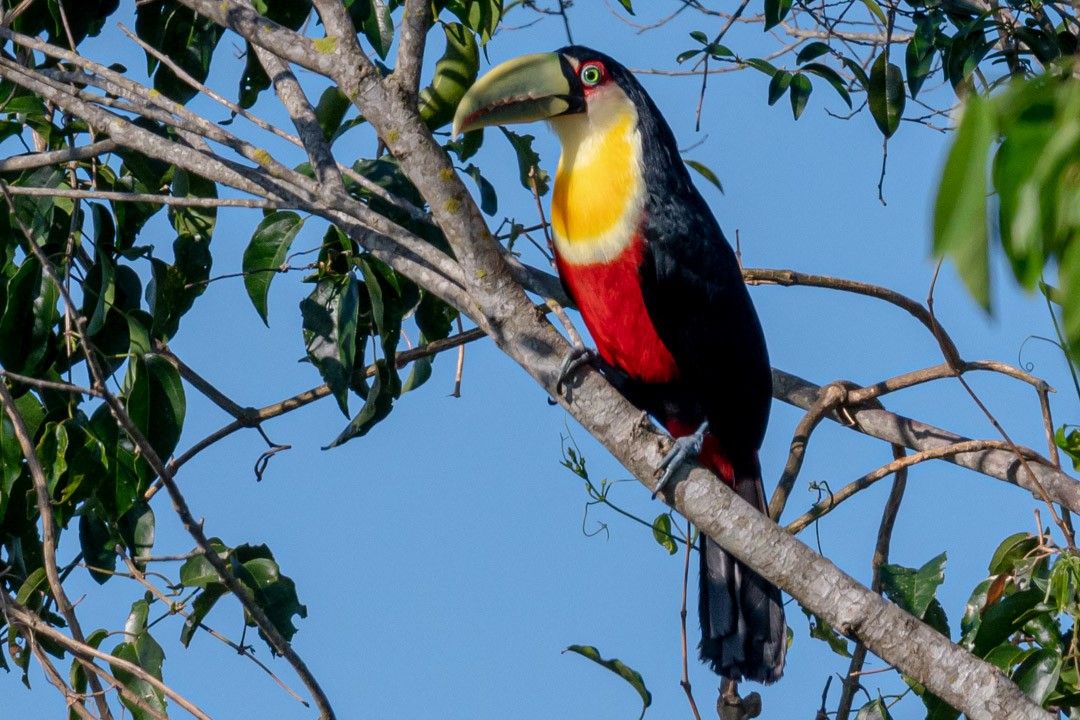 Red-breasted Toucan - ML493183561