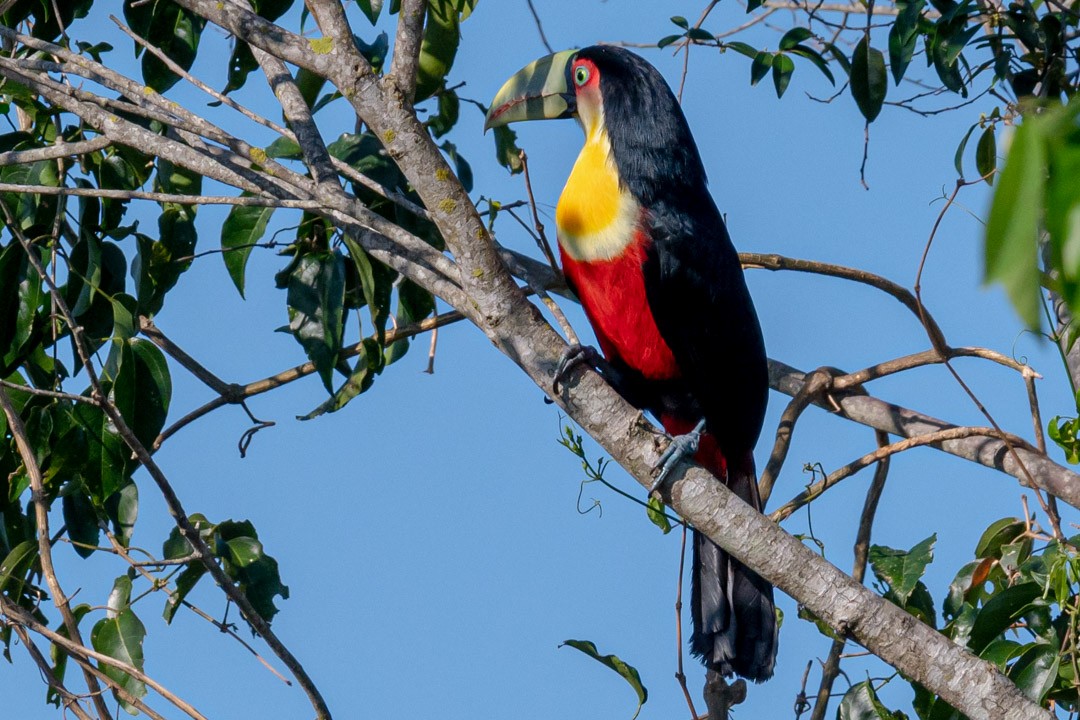 Red-breasted Toucan - ML493183571