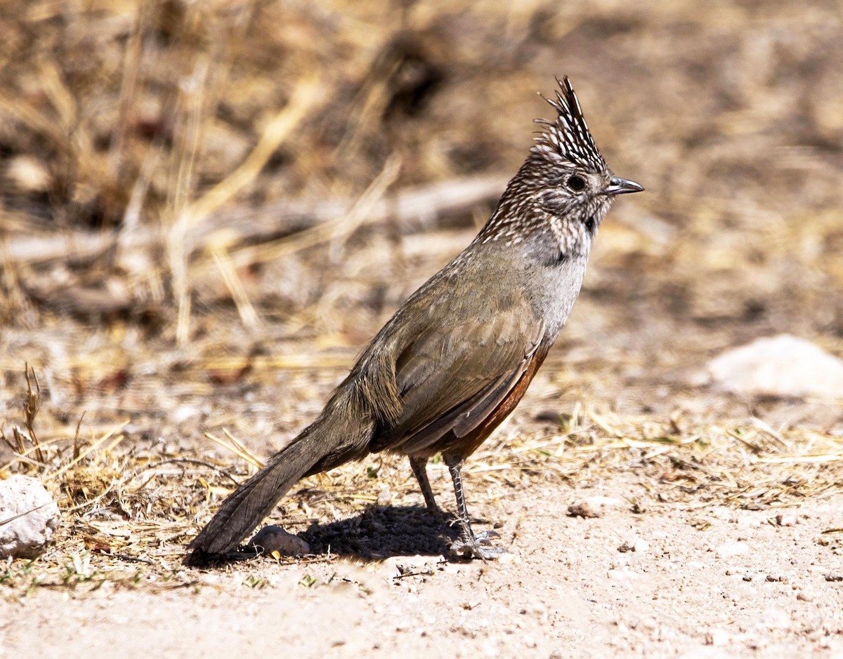 Crested Gallito - ML493184191