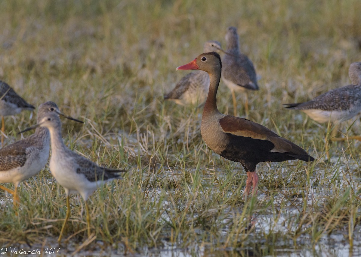 Black-bellied Whistling-Duck - ML49318521