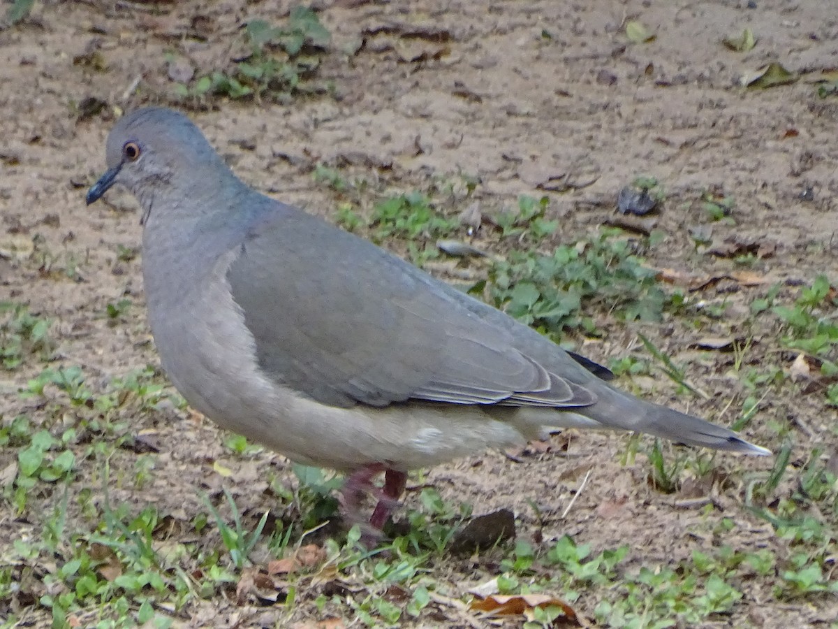 White-tipped Dove - Mirian Del Río