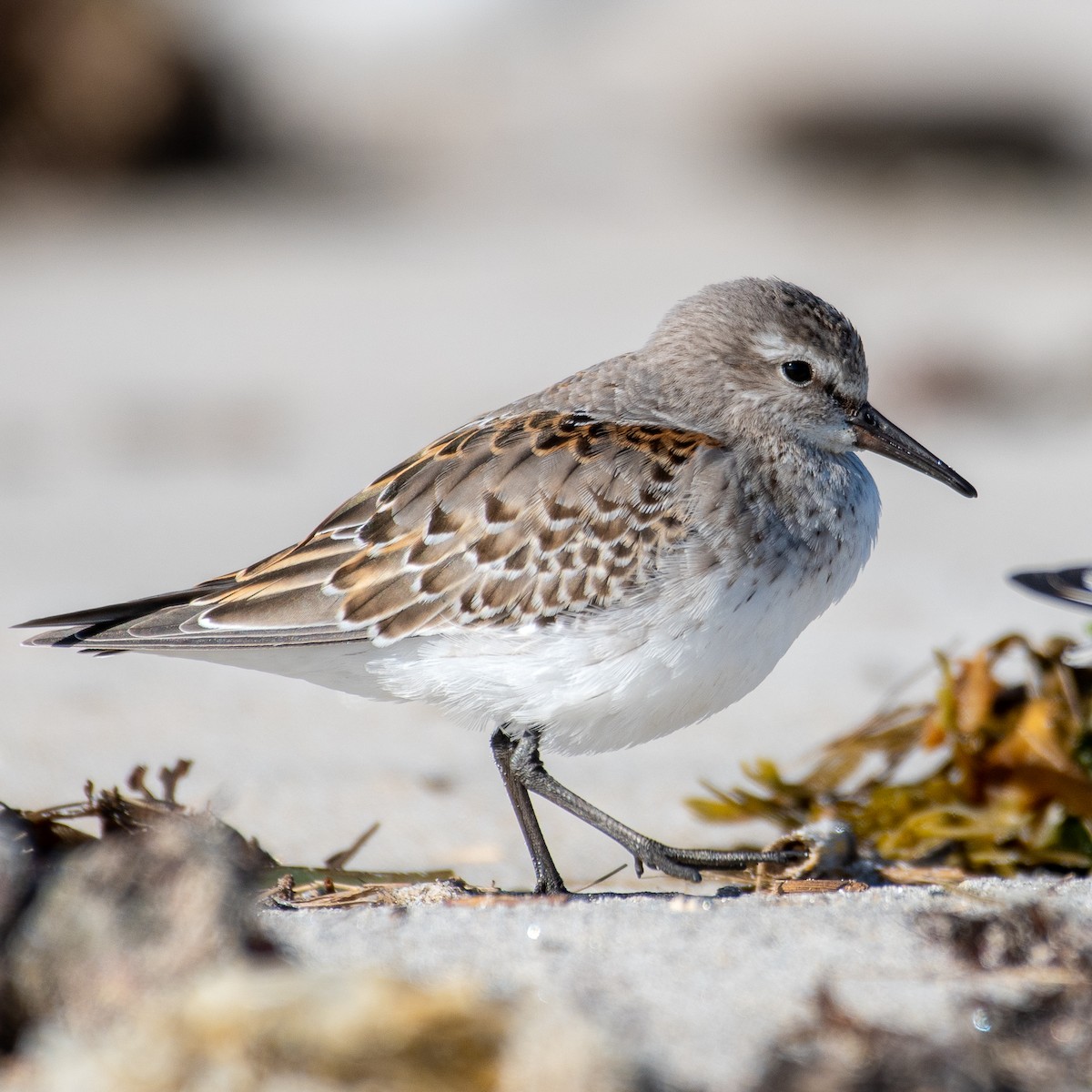 White-rumped Sandpiper - ML493186611