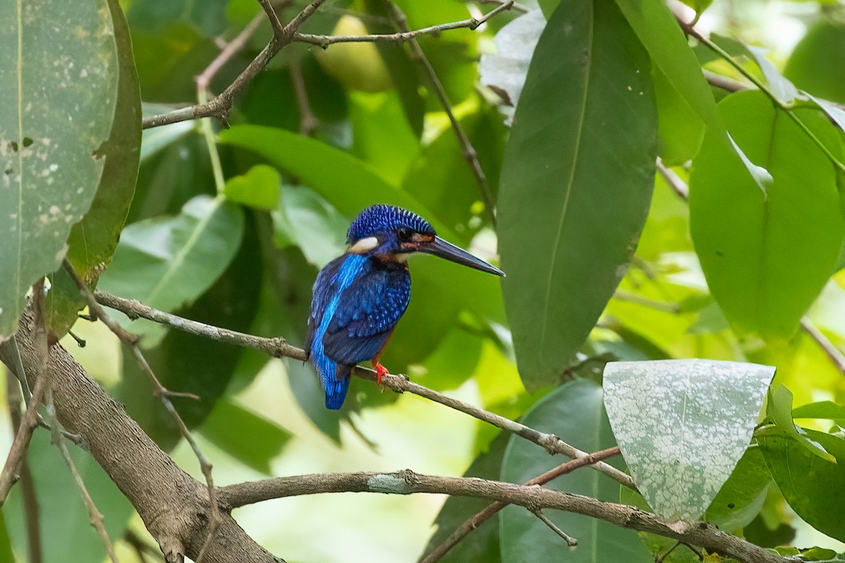 Blue-eared Kingfisher - ML493187351