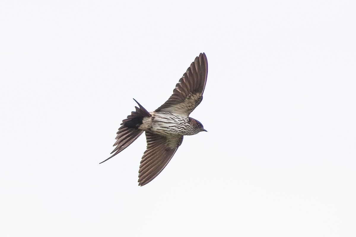 Eastern Red-rumped Swallow (Striated) - ML493187541