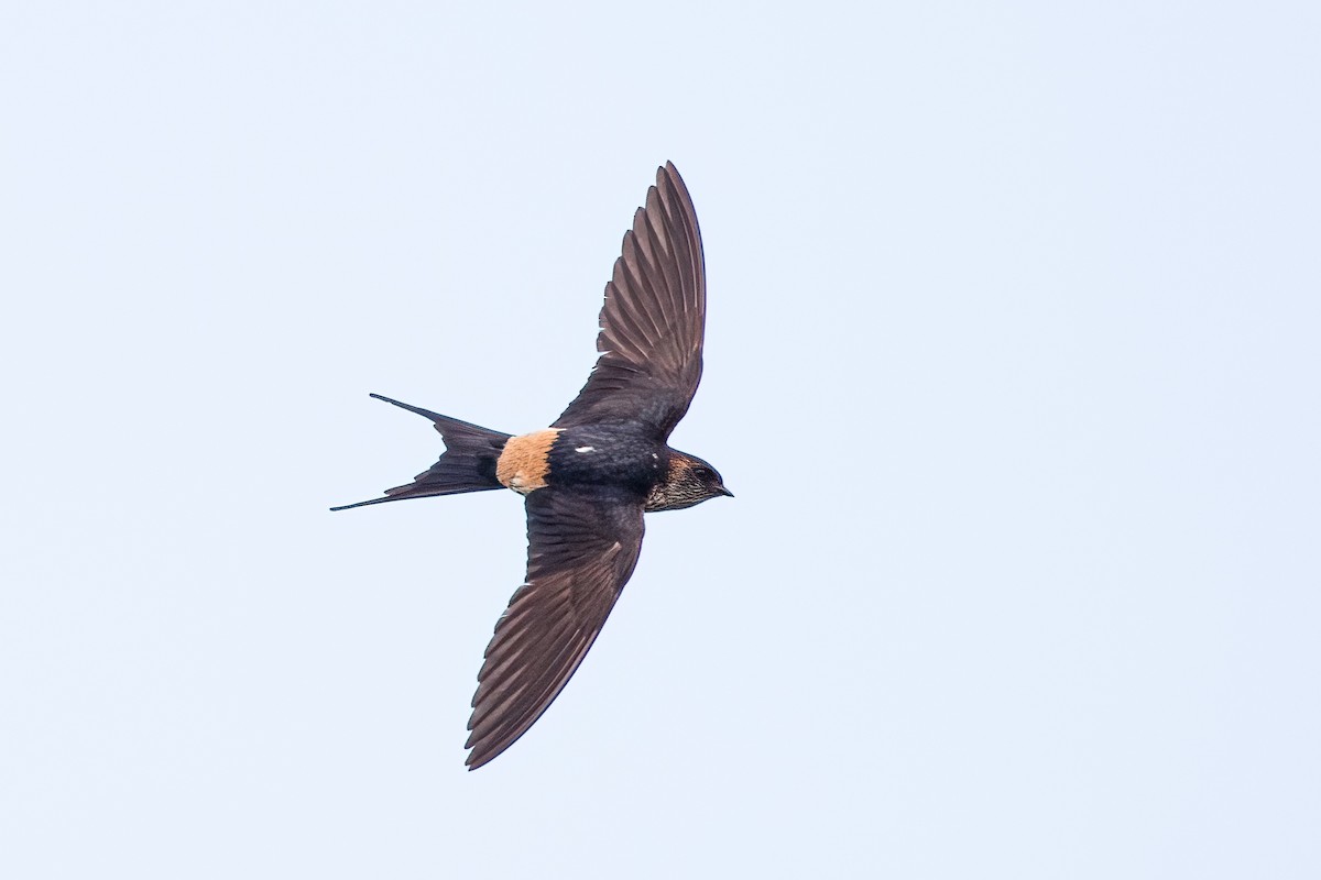 Eastern Red-rumped Swallow (Striated) - ML493187551