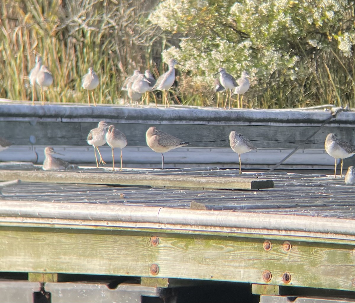 Hudsonian Godwit - ML493188311