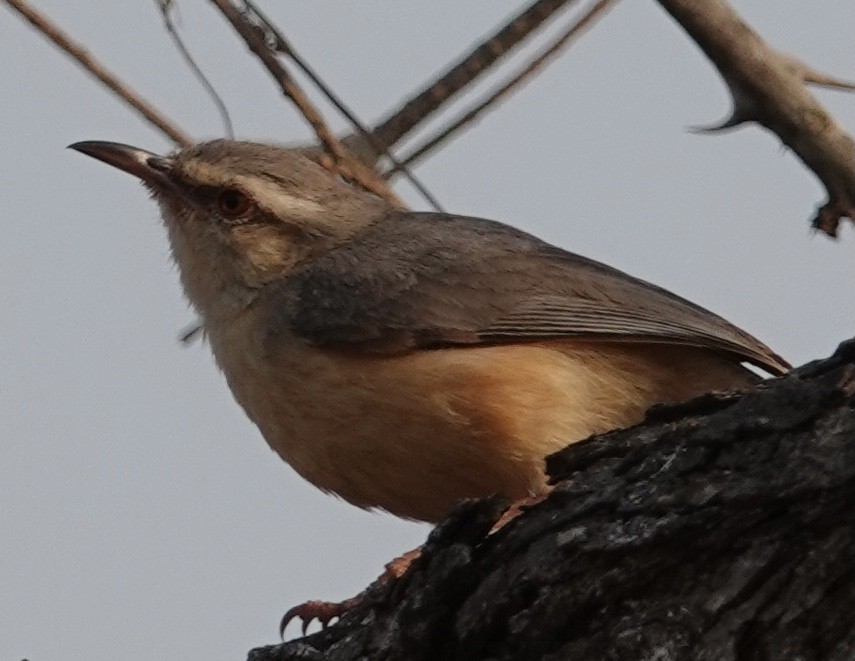 Long-billed Crombec - ML493189321