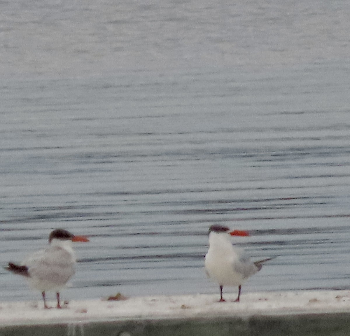 Caspian Tern - ML493189651