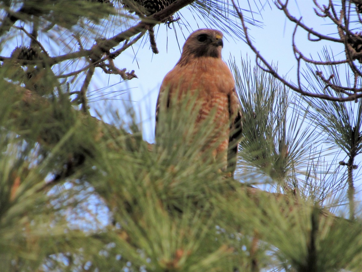 Red-shouldered Hawk - Judy Behrens