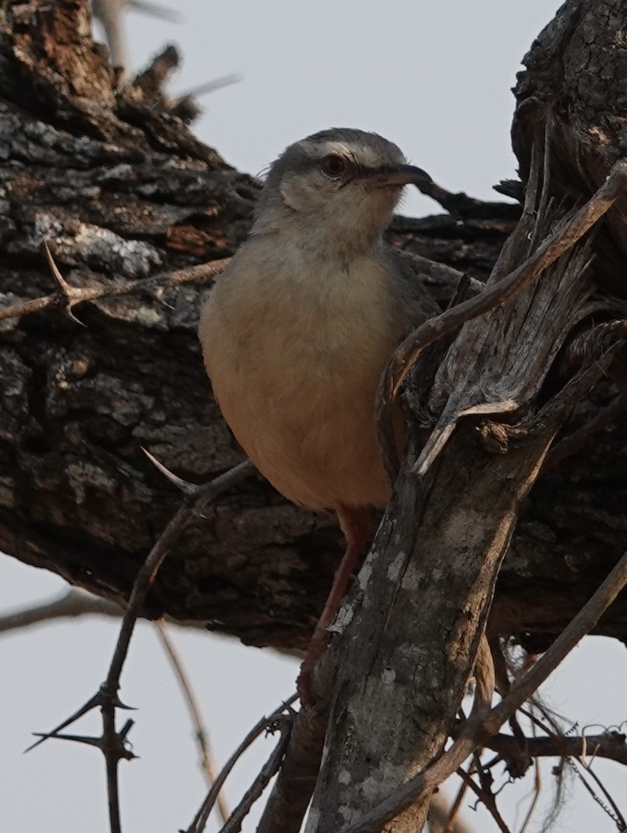 Long-billed Crombec - ML493189731