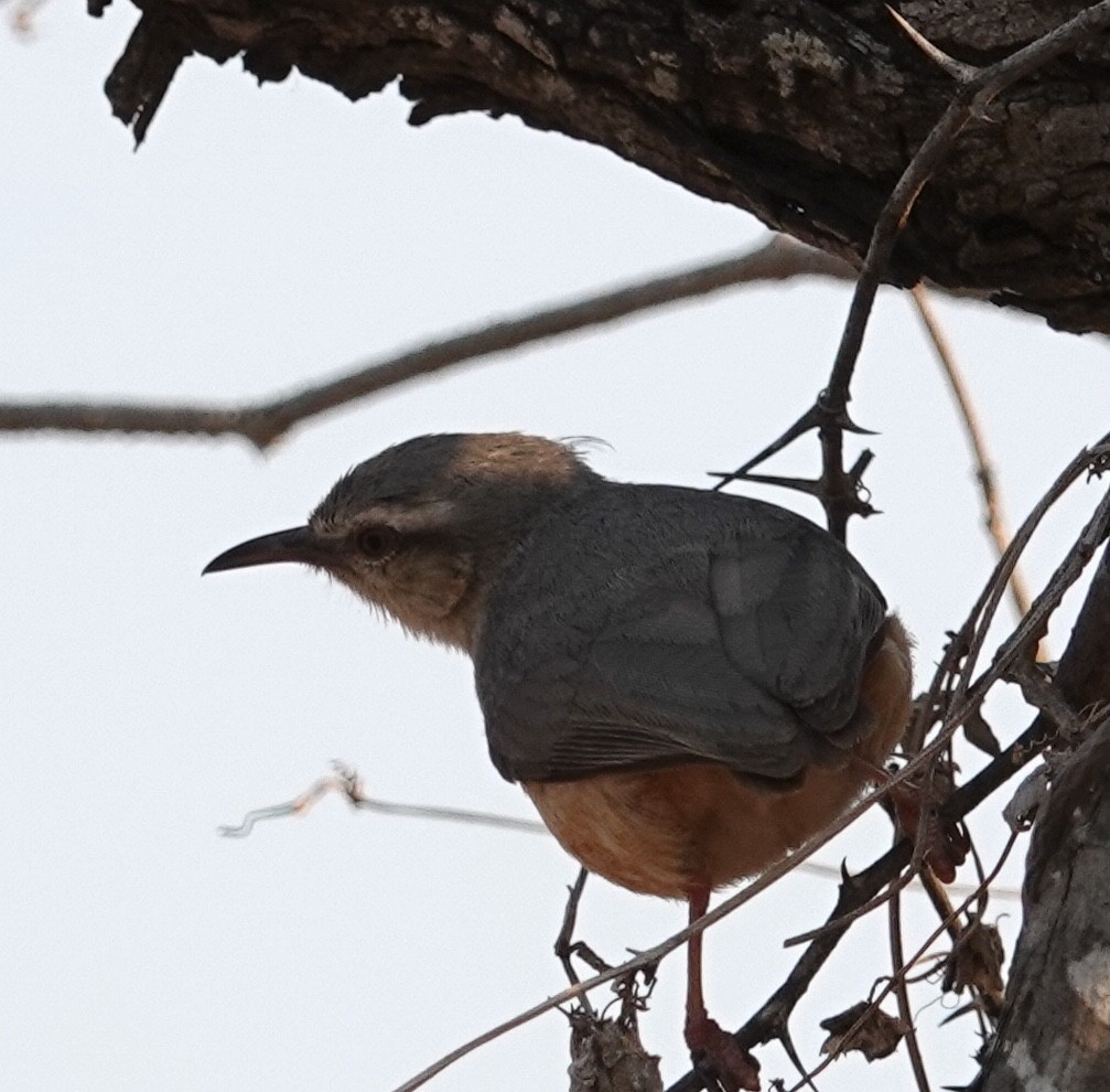 Long-billed Crombec - ML493189761