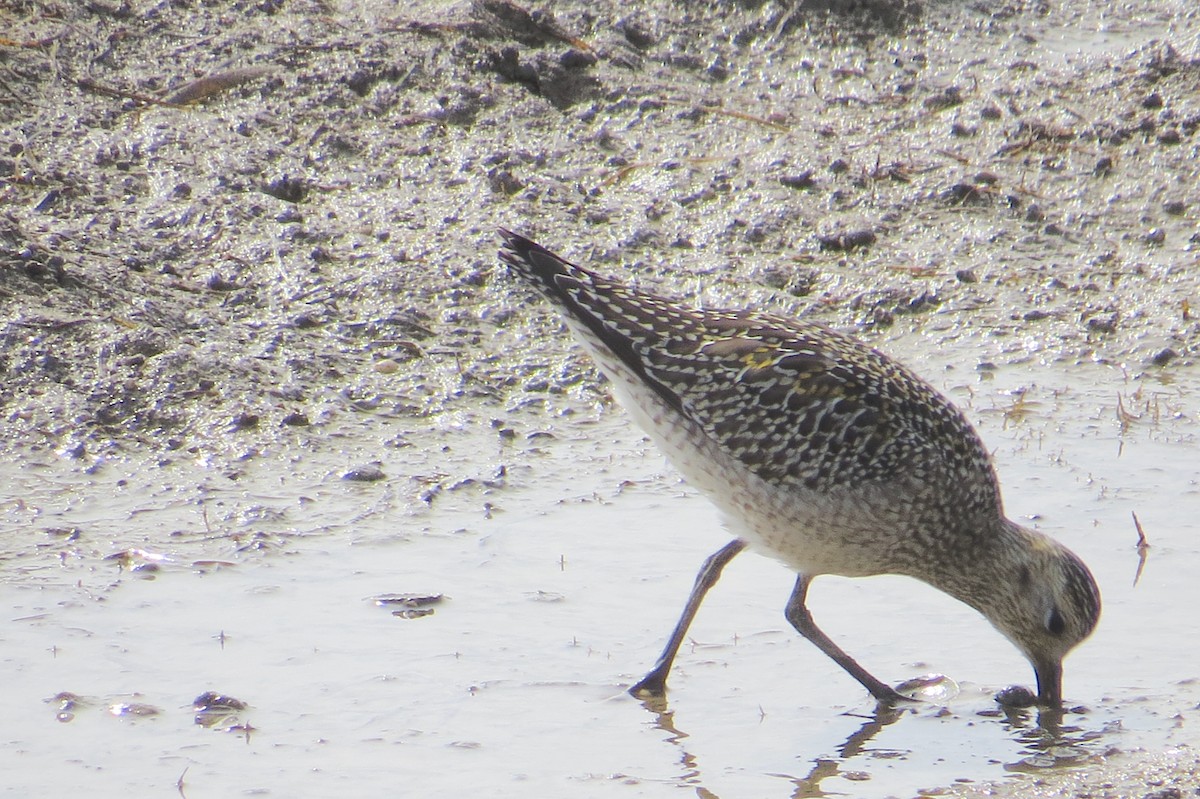 European Golden-Plover - ML493191391