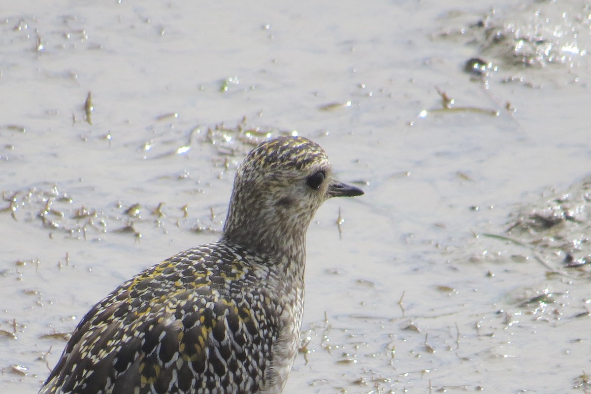 European Golden-Plover - Bill Rowe