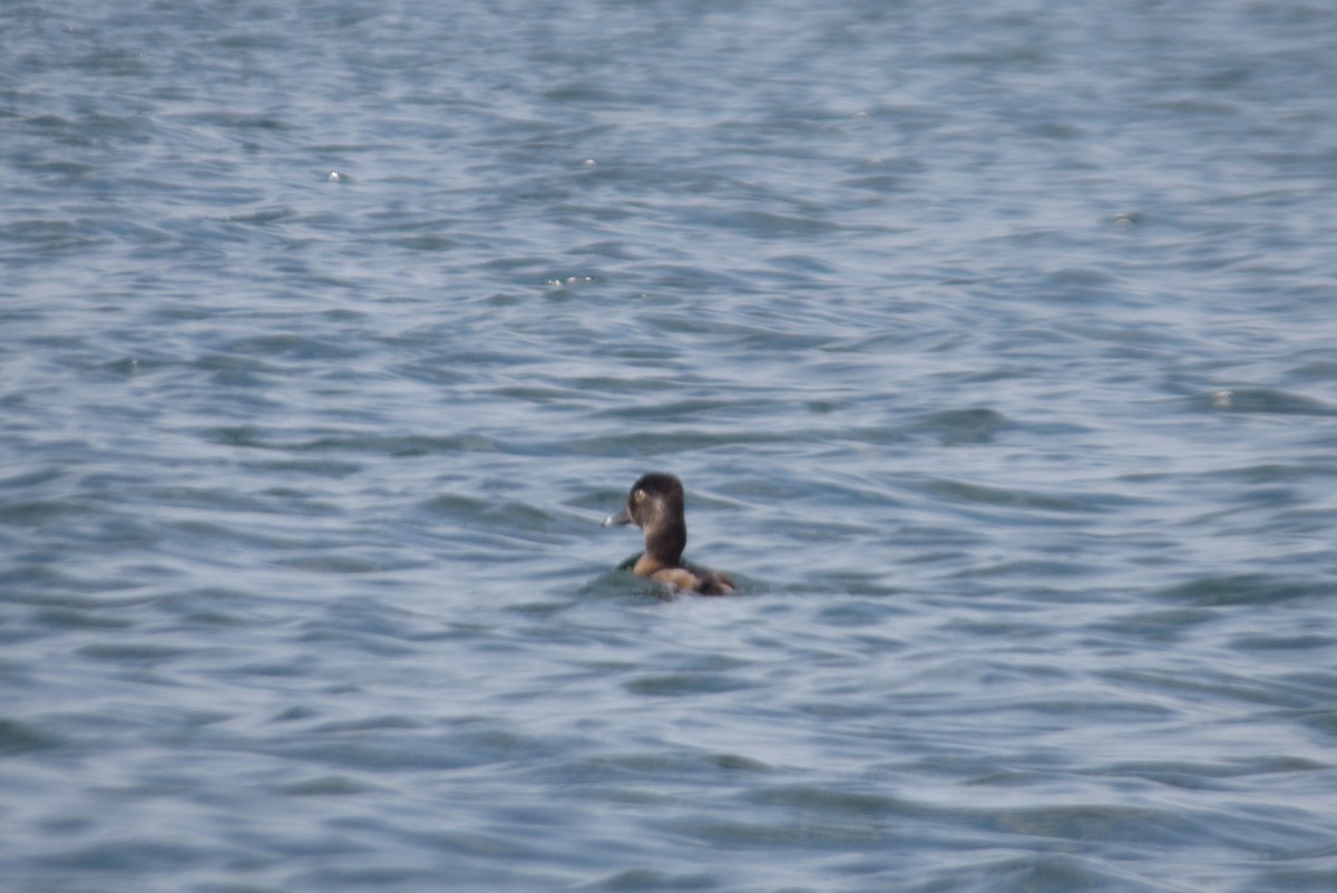 Ring-necked Duck - ML49319171