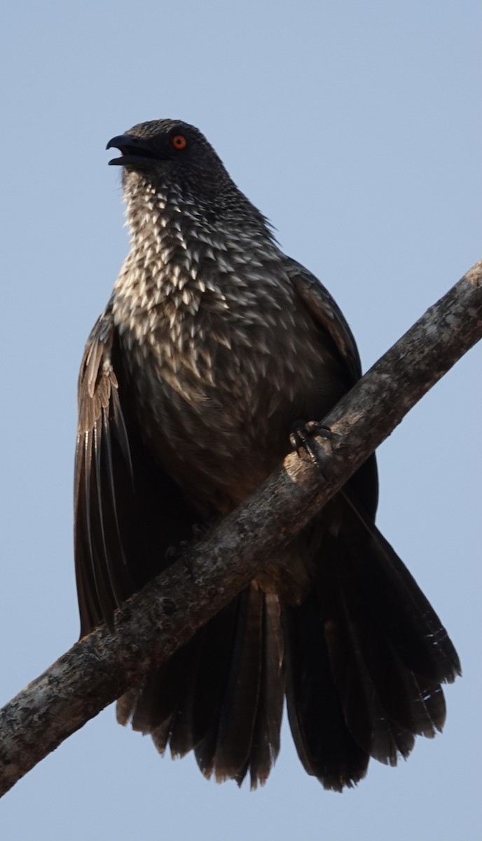 Arrow-marked Babbler - ML493191781