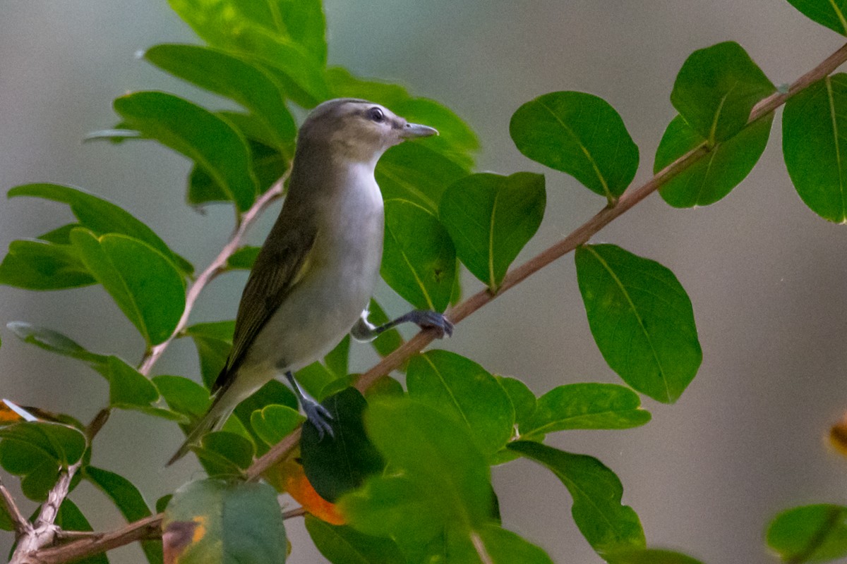 rødøyevireo - ML493192211