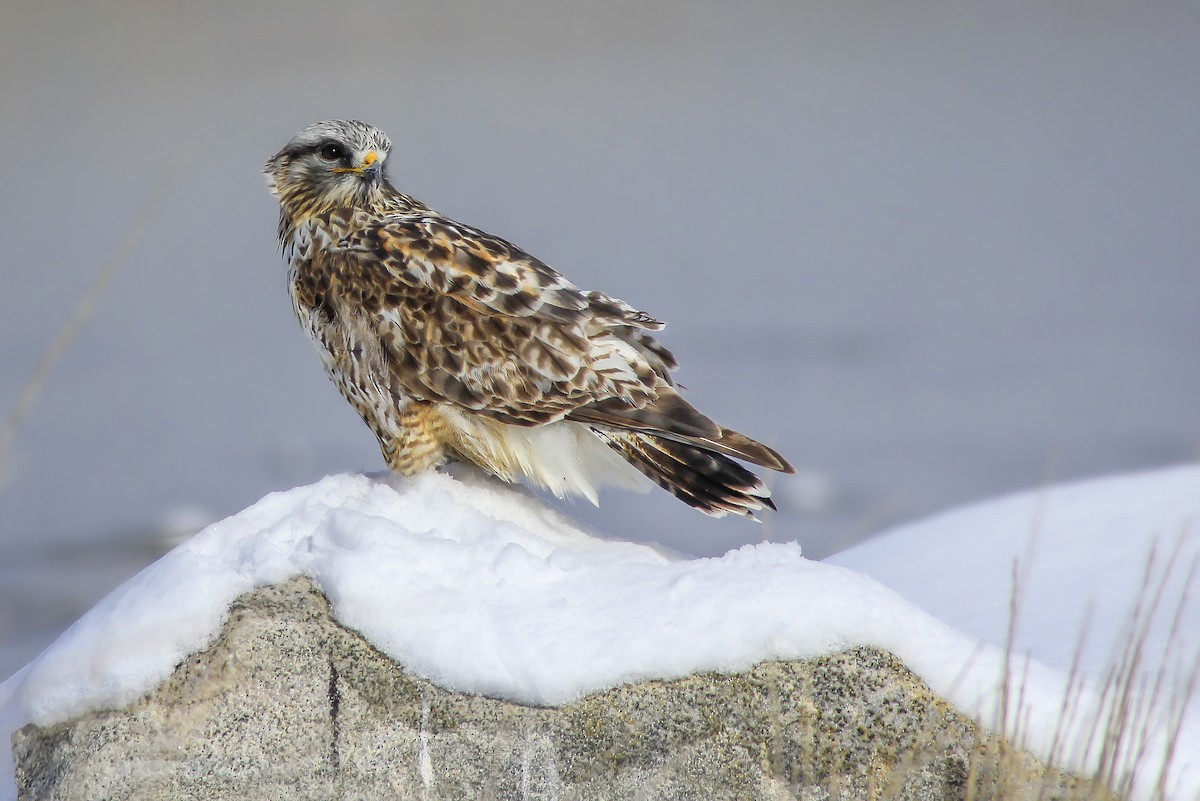 Rough-legged Hawk - ML49319351