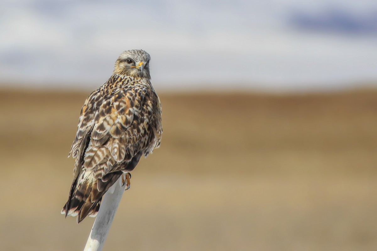 Rough-legged Hawk - ML49319361