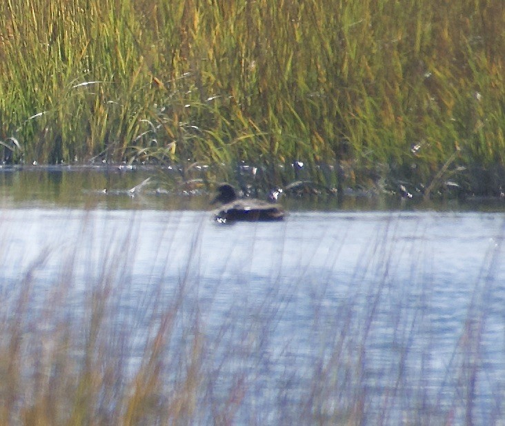 White-winged Scoter - ML493194841