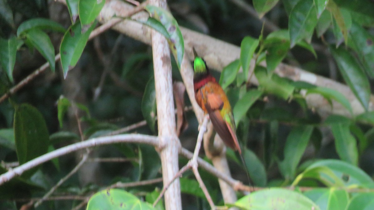 Colibrí Topacio - ML493195831