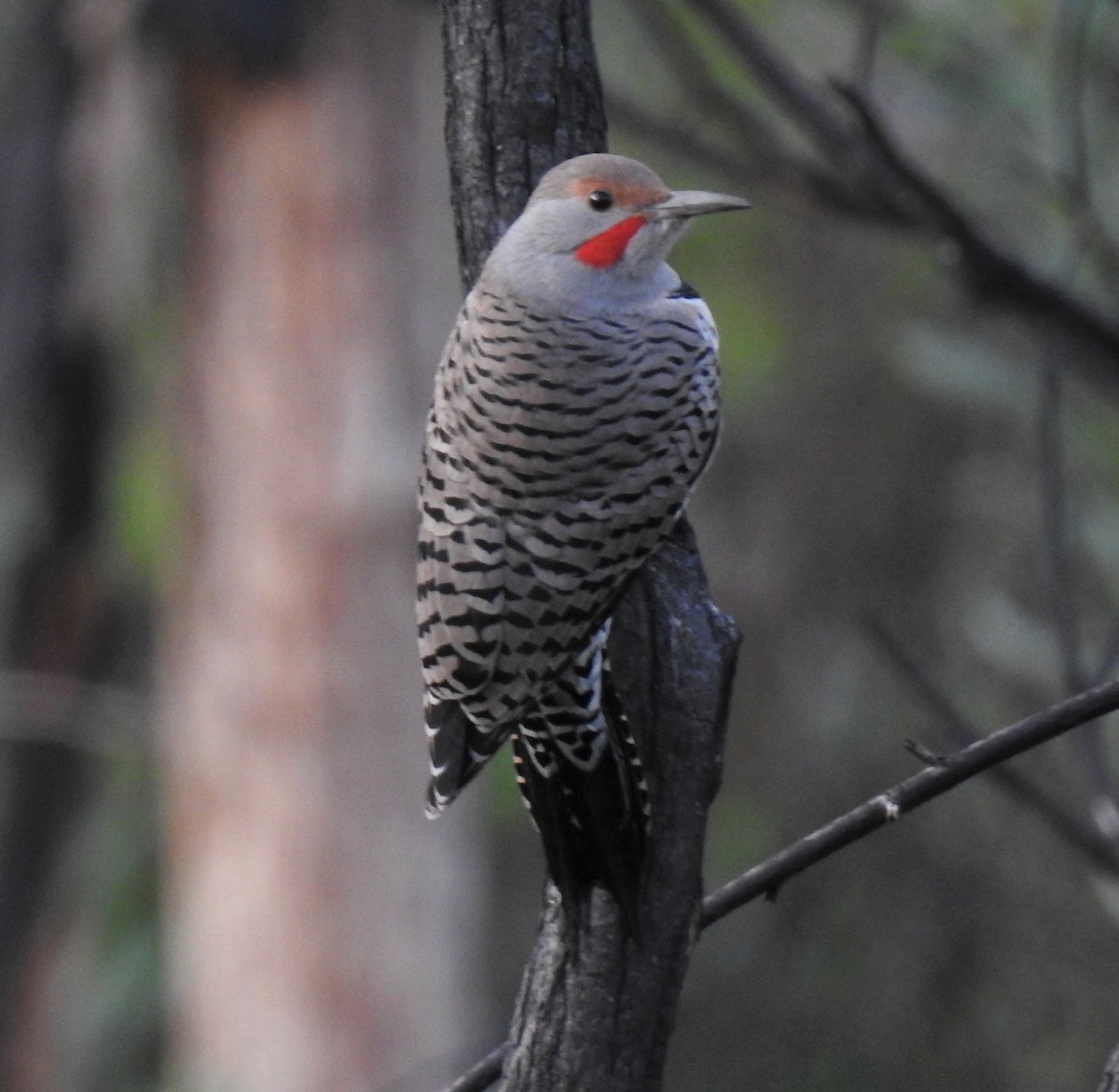 Northern Flicker - ML493198861