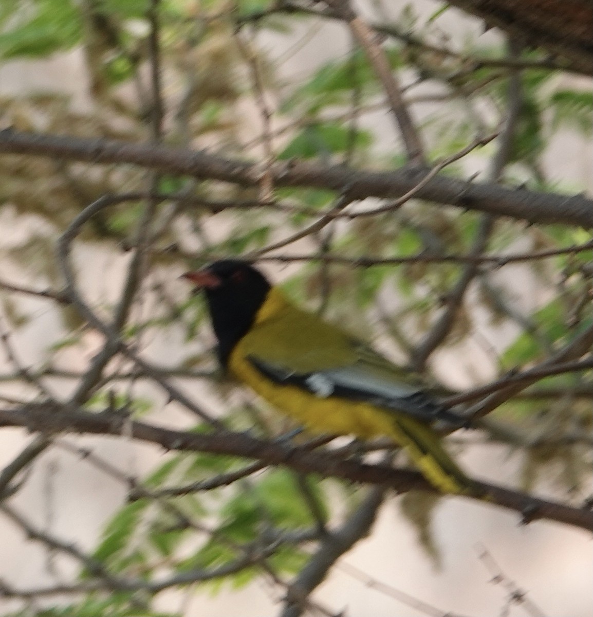 African Black-headed Oriole - ML493198901