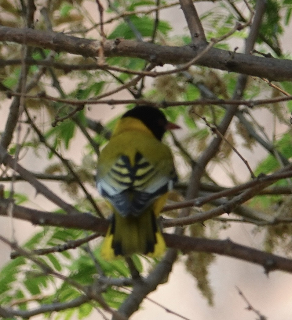 African Black-headed Oriole - ML493198921