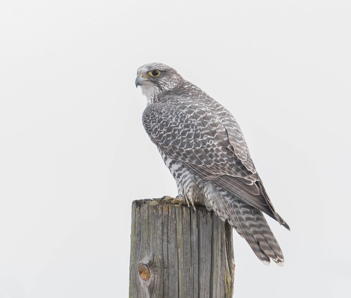 Gyrfalcon - ML49319911