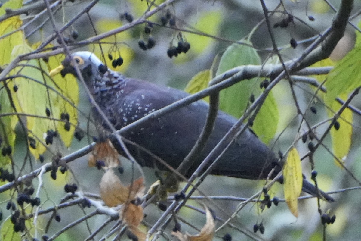 holub olivový - ML493199251