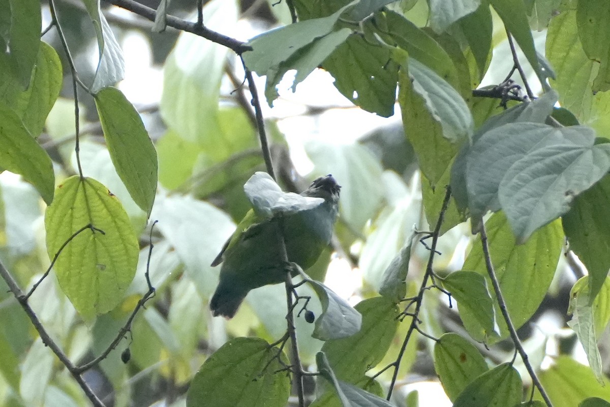 Grauer's Broadbill - ML493200131