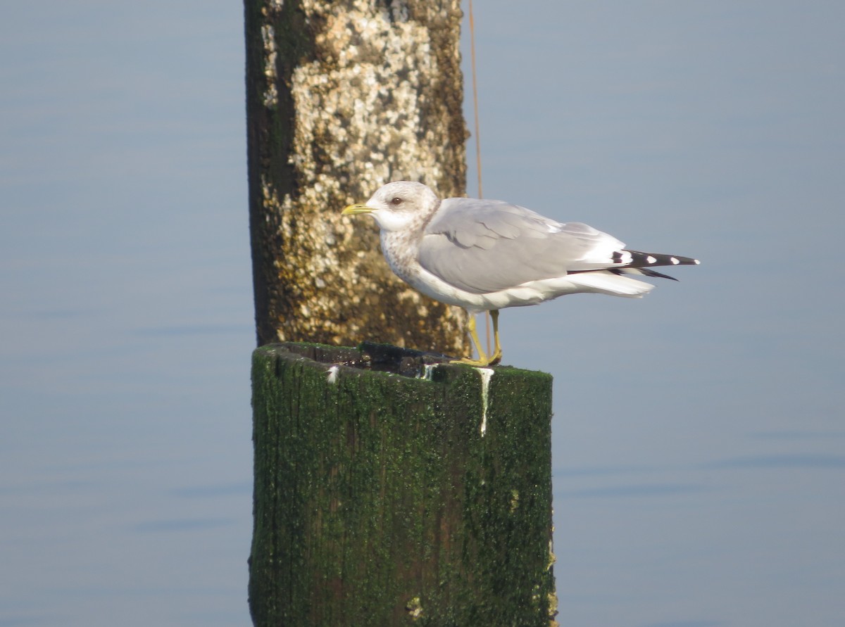 Short-billed Gull - Nick Dawson