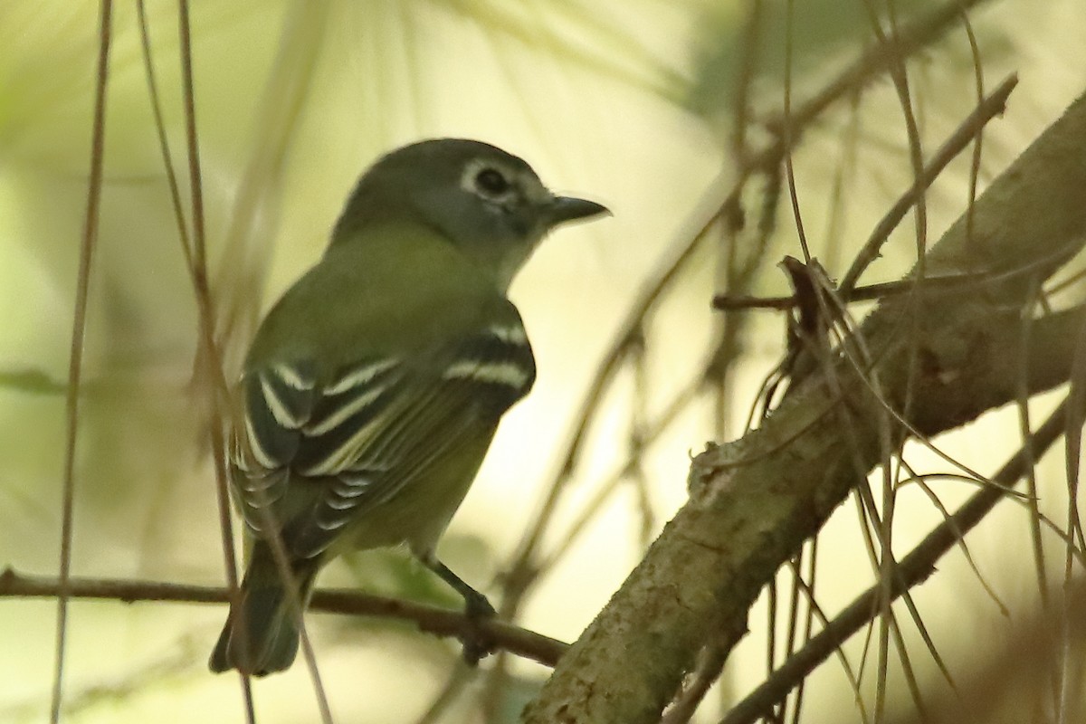 Blue-headed Vireo - Vinicio Cruz