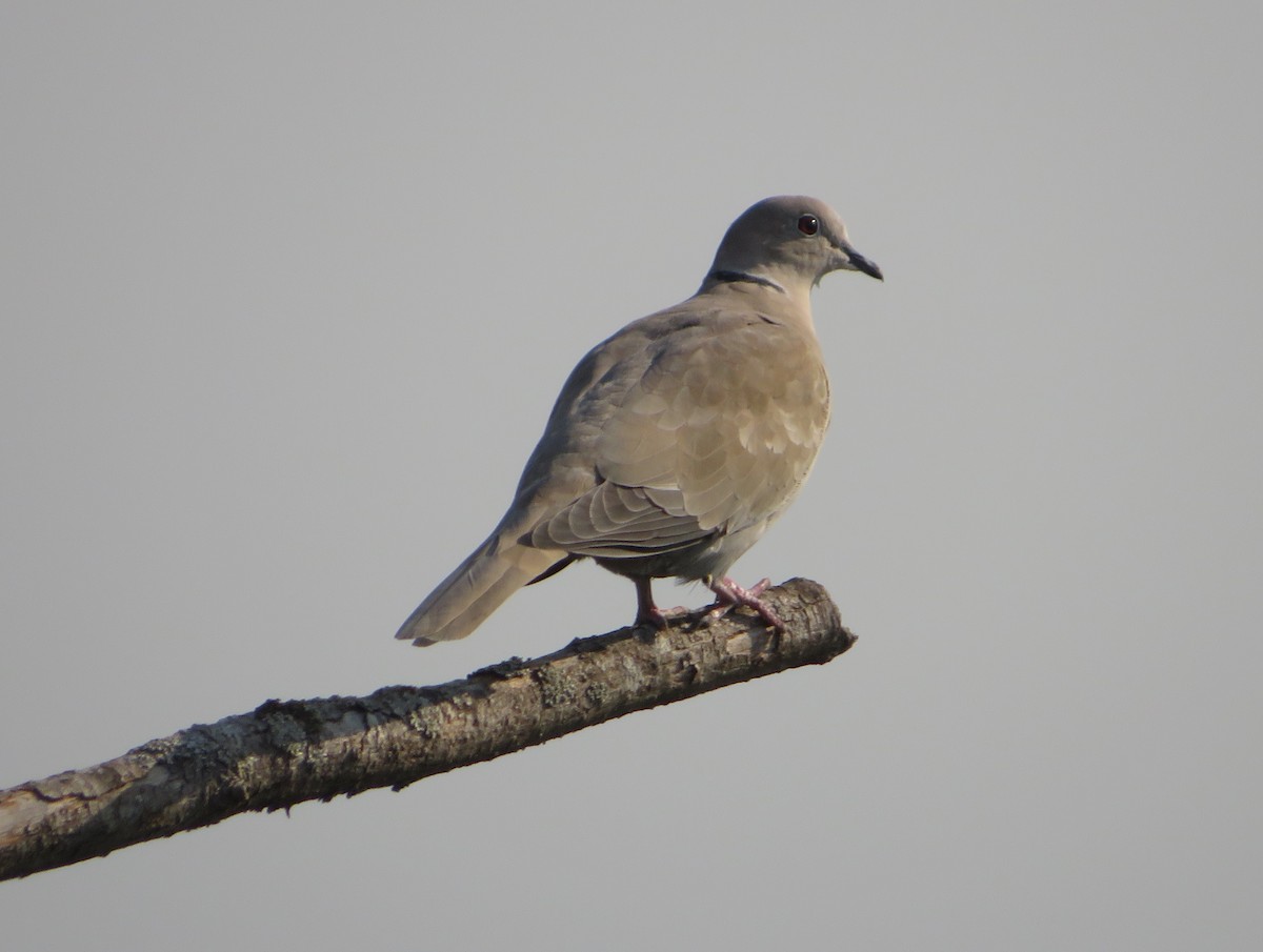 Eurasian Collared-Dove - ML493202221
