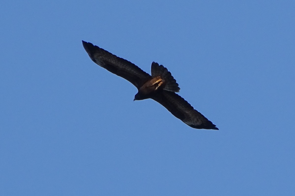 European Honey-buzzard - ML493202901