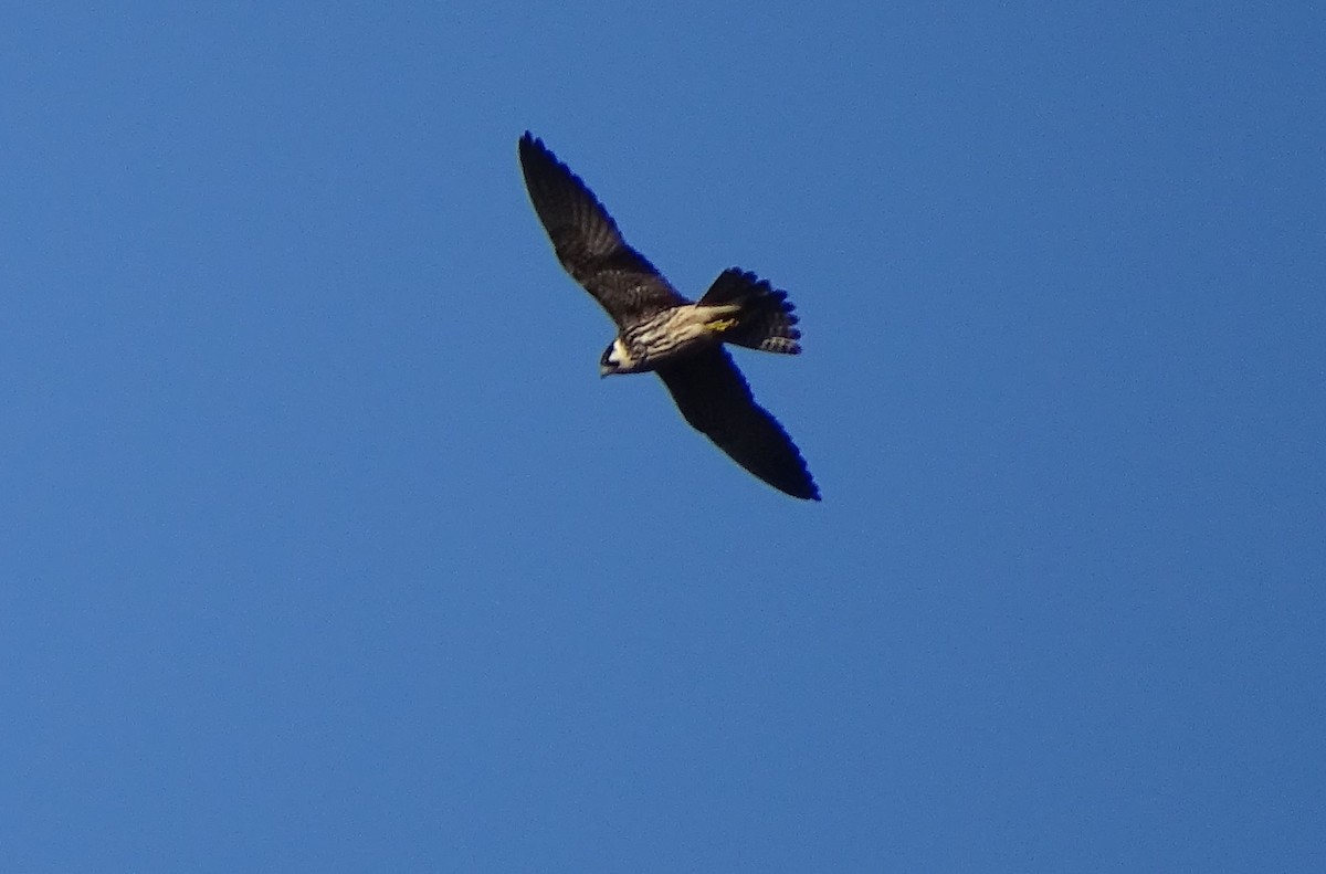 燕隼 - ML493203161