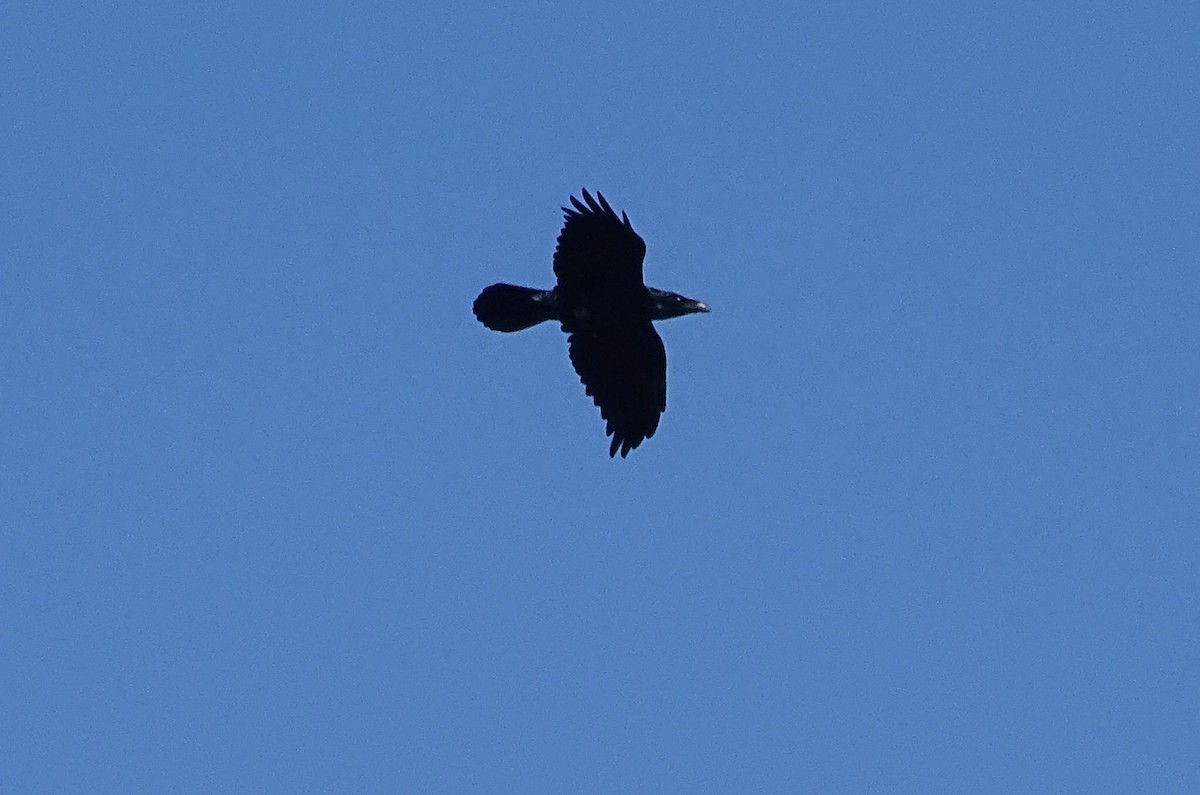 Common Raven - ML493203201