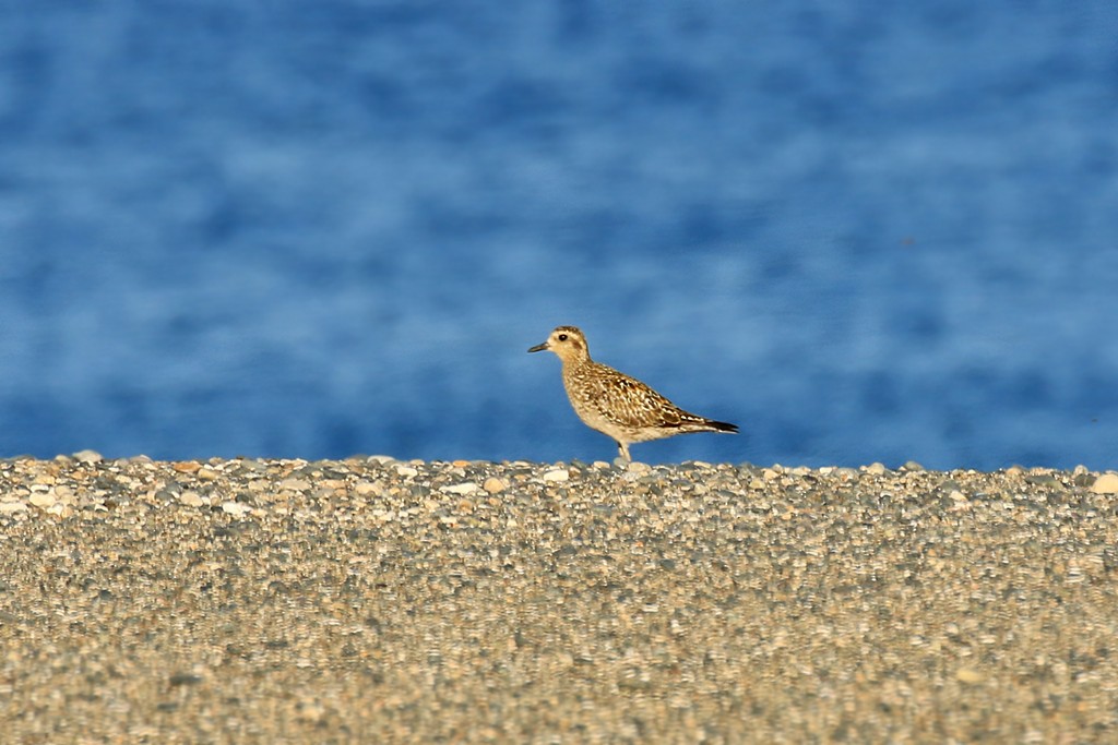 Pacific Golden-Plover - ML493205001