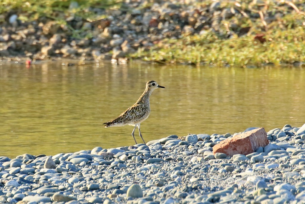 Pacific Golden-Plover - Rene Valdes 🦜