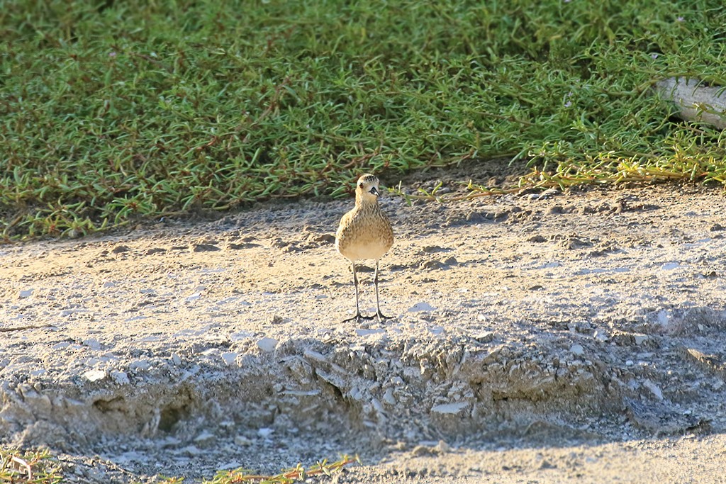 Pacific Golden-Plover - Rene Valdes 🦜