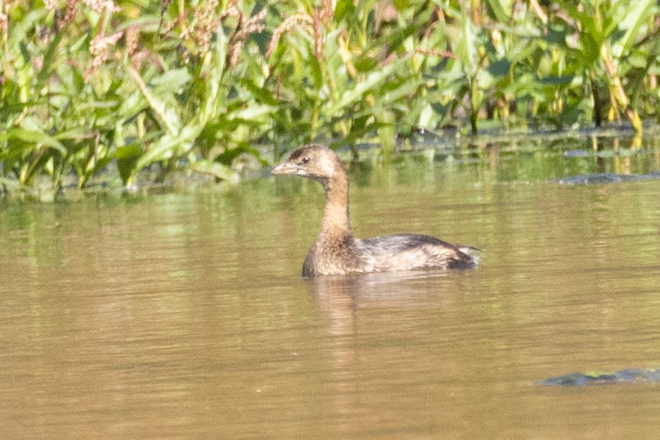 Pied-billed Grebe - ML493206081