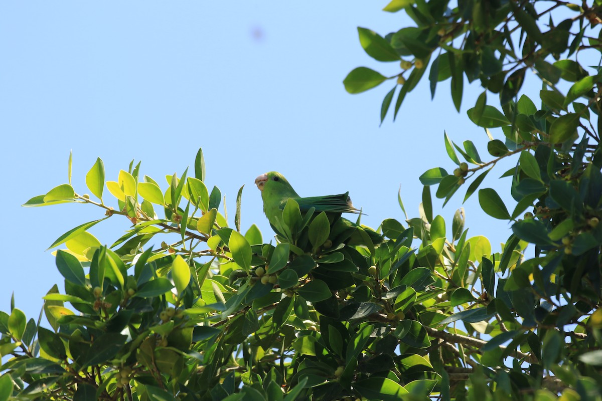 Mexican Parrotlet (Tres Marias Is.) - ML493208581